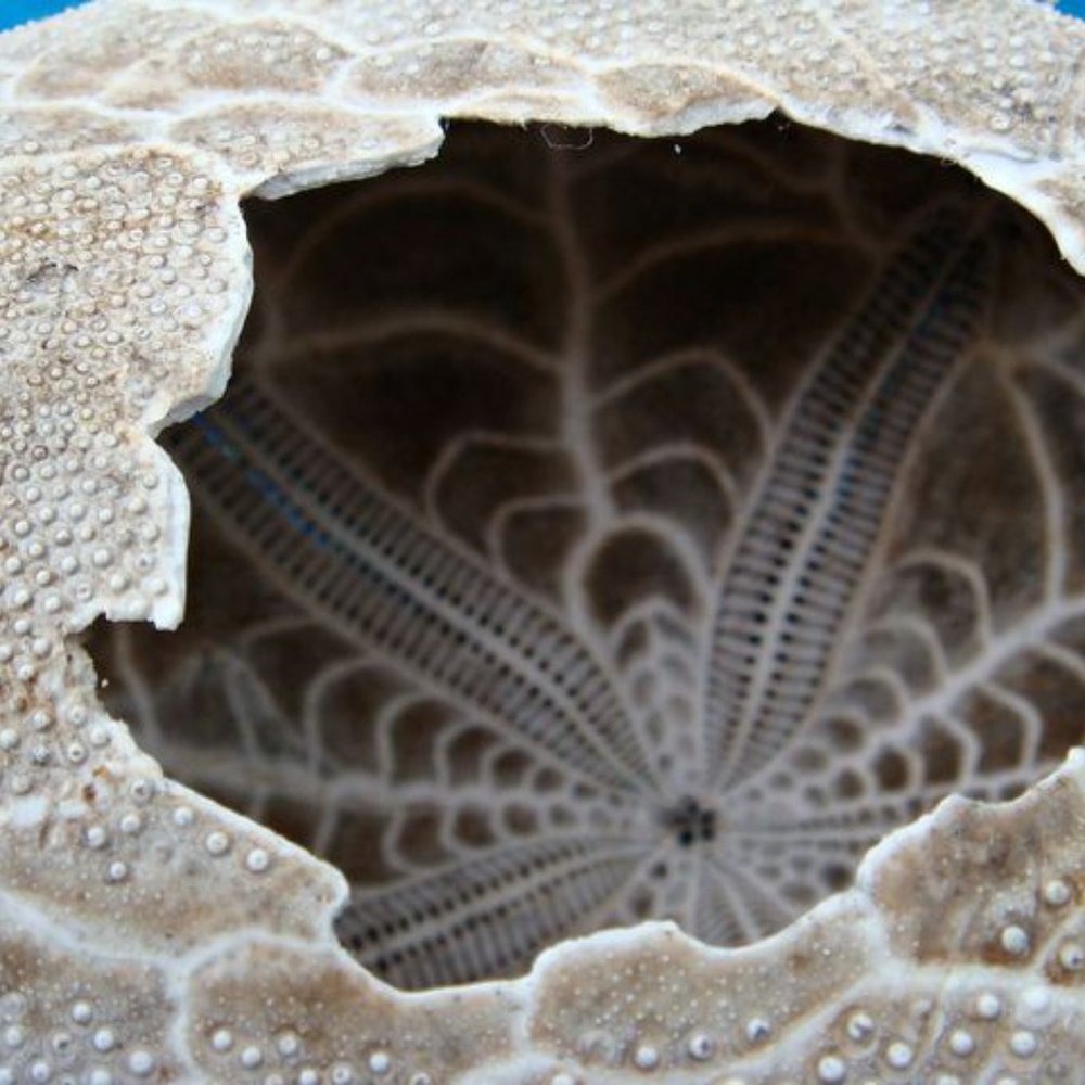 Sea Urchin pendant set- on .925 adjustable chain AND EARRINGS! - Picture 2 of 13